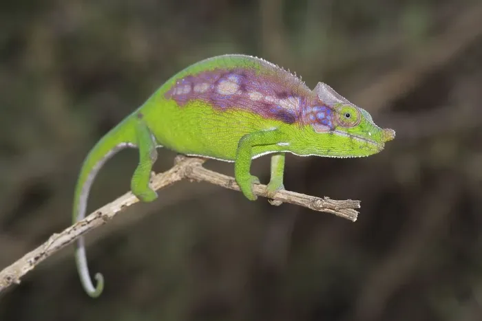 Framed Print : Antimena chameleon (Furcifer antimena)