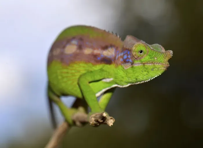 Framed Print : Antimena Chameleon (Furcifer antimena) Framed Print : Antimena Chameleon (Furcifer antimena)