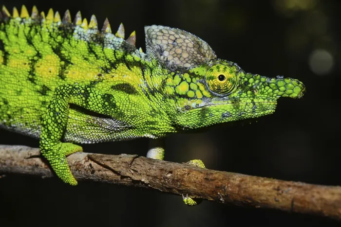 Framed Print : Antimena chameleon (Furcifer antimena)