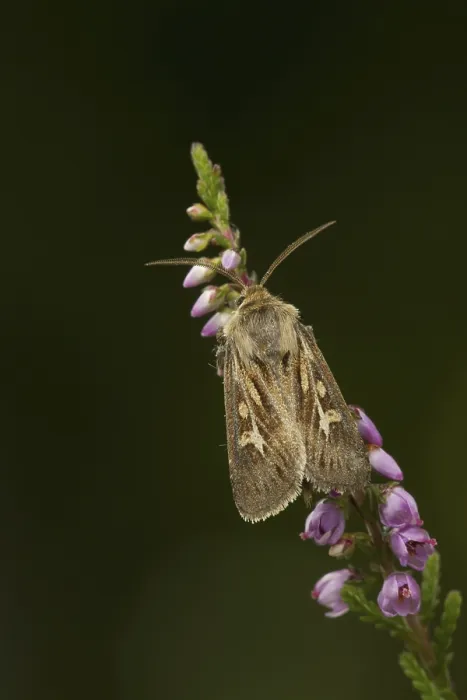 Framed Print : Antler moth (Cerapteryx graminis)