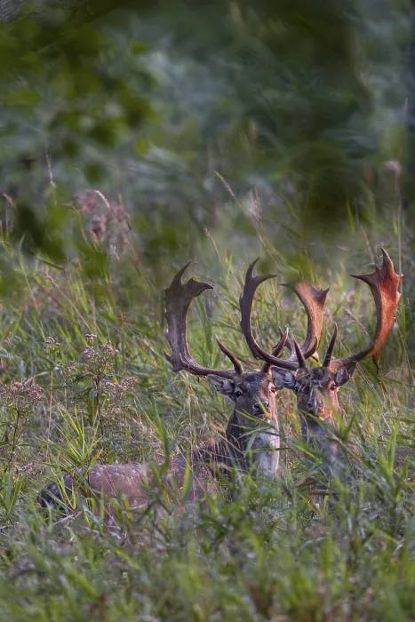 Framed Print : The antlers of the fallow deer (Dama dama) glow in the light of the rising sun Framed Print : The antlers of the fallow deer (Dama dama) glow in the light of the rising sun