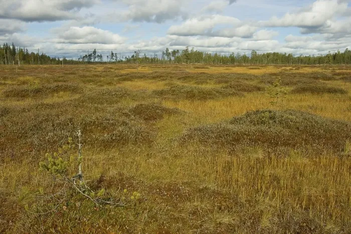 Framed Print : Apa Moor, Lakkapolku, Patvinsuo National Park