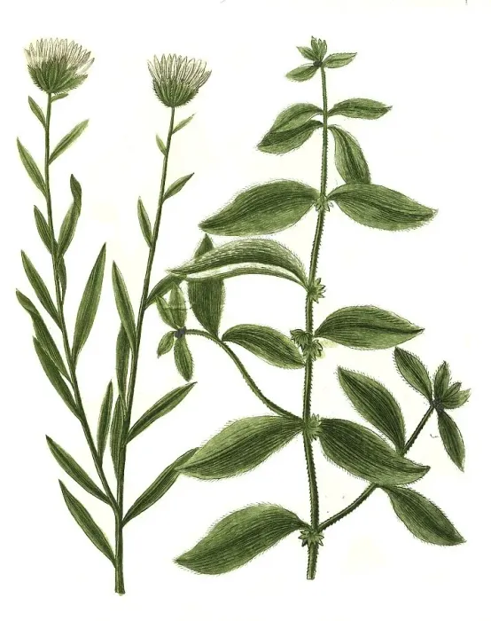Framed Print : Aparine major, Burdock ragwort and Aphyllantes globularis (Scabiosa)