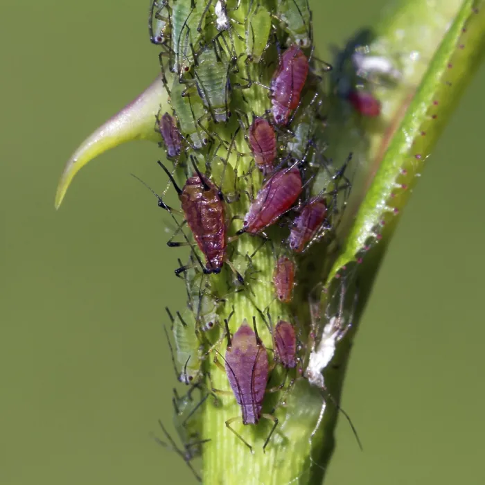 Framed Print : Aphids, plant lice (Aphidoidea)