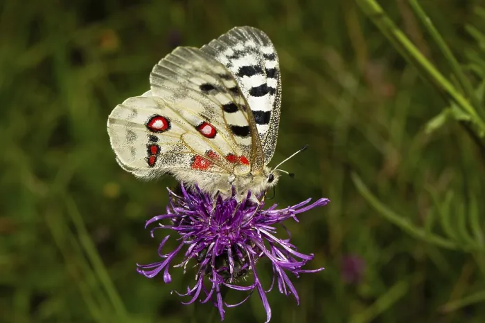 Framed Print : Apollo butterfly with half-open wings sitting on purple flower seen right