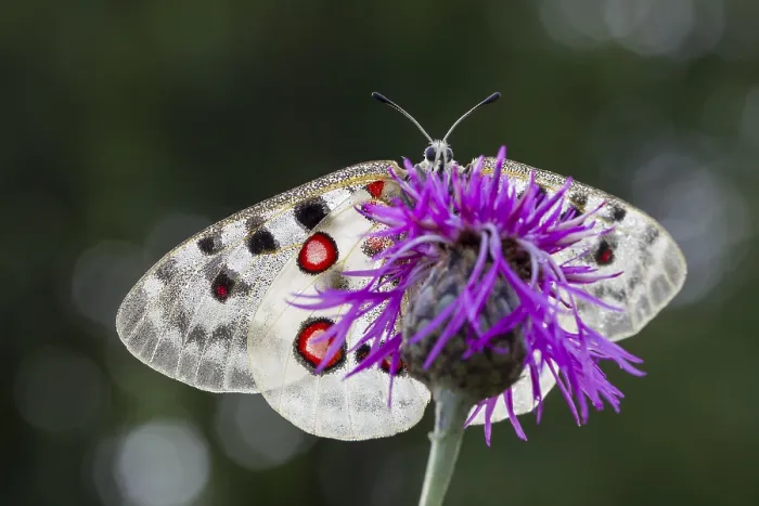 Framed Print : Apollo butterfly, Parnassius apollo Framed Print : Apollo butterfly, Parnassius apollo