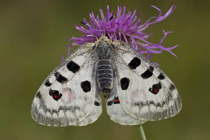 Framed Print : Apollo butterfly, Parnassius apollo, Apollo Framed Print : Apollo butterfly, Parnassius apollo, Apollo