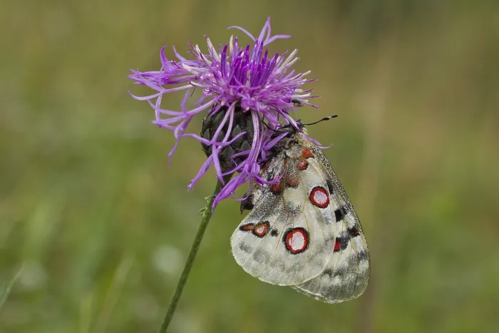 Framed Print : Apollo butterfly, Parnassius apollo, Apollo