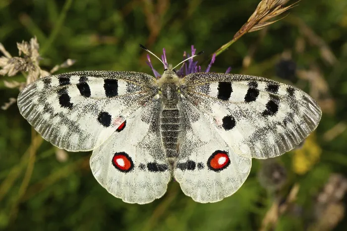 Framed Print : Apollo (Parnassius apollo) Framed Print : Apollo (Parnassius apollo)