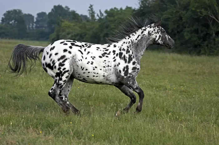 Framed Print : Appaloosa Horse Galloping Framed Print : Appaloosa Horse Galloping