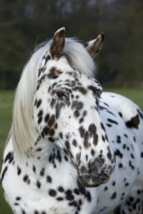 Framed Print : Appaloosa horse, spotted coat, portrait