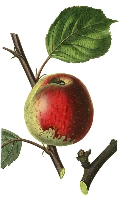 Framed Print : Apple, apple variety, the Barcelona pearmain