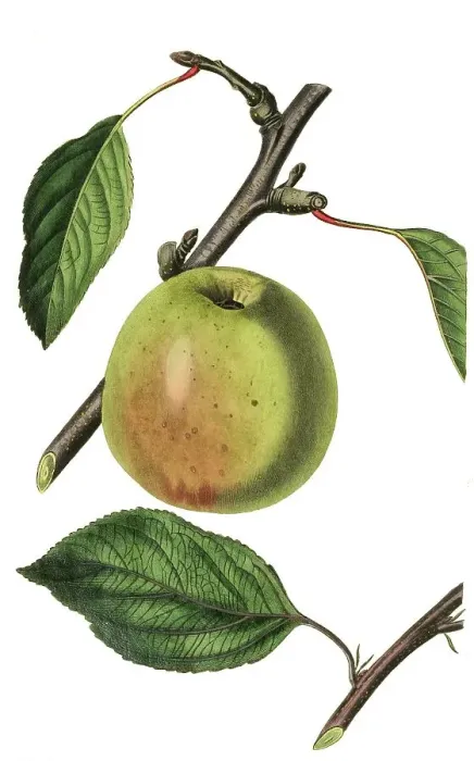 Framed Print : Apple, apple variety, the Beachamwell seedling apple