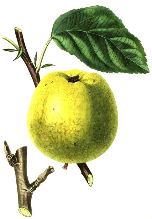 Framed Print : Apple, apple variety, the Cockle Pippin Apple Framed Print : Apple, apple variety, the Cockle Pippin Apple