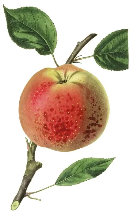 Framed Print : Apple, apple variety, the cornish aromatic apple