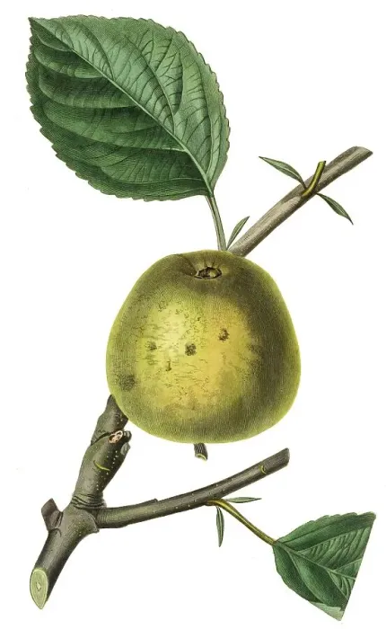 Framed Print : Apple, apple variety, the Formans crew apple
