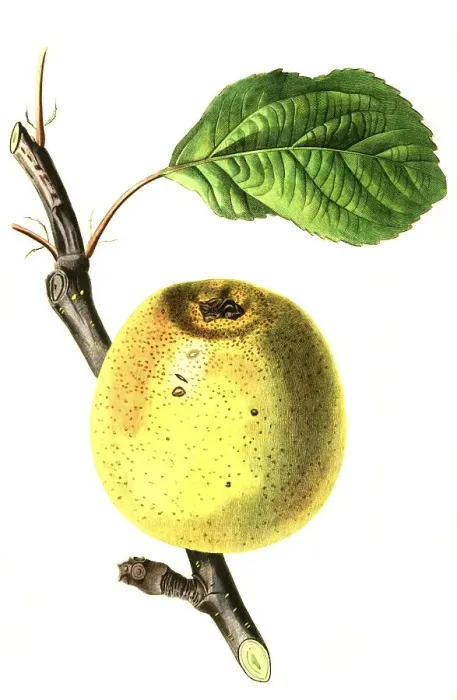 Framed Print : Apple, apple variety, Franklin's Golden Pippin Apple