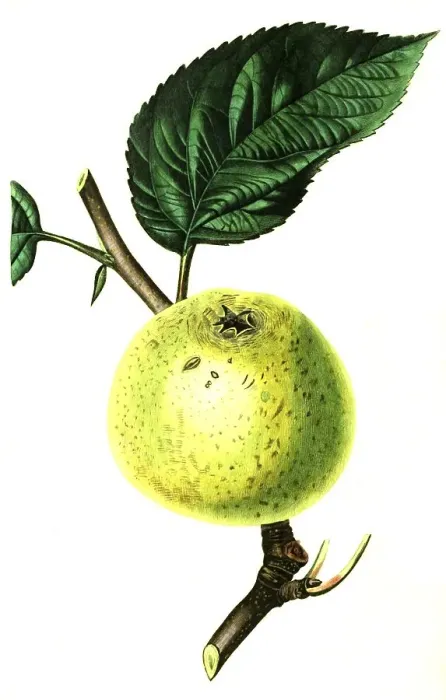 Framed Print : Apple, apple variety, Hoghess Golden Pippin Apple
