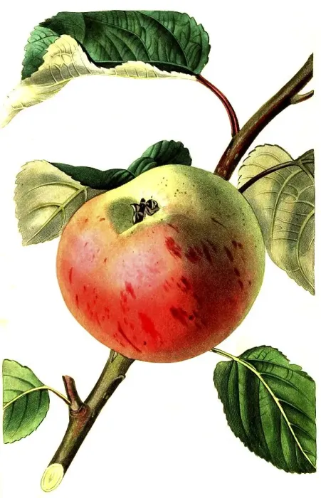 Framed Print : Apple, apple variety, the irish peach apple Framed Print : Apple, apple variety, the irish peach apple