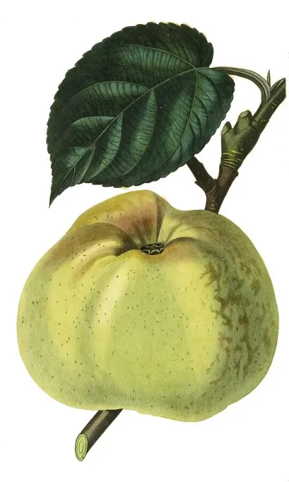 Framed Print : Apple, apple variety, Kanadarenette or Kanada-Reinette