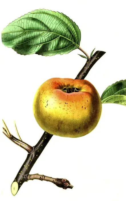 Framed Print : Apple, apple variety, the Sam Young Apple Framed Print : Apple, apple variety, the Sam Young Apple