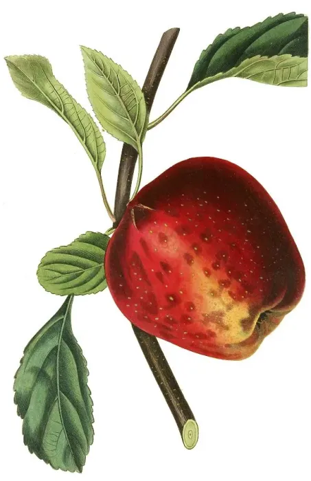 Framed Print : Apple, apple variety, the scarlet pearmain apple