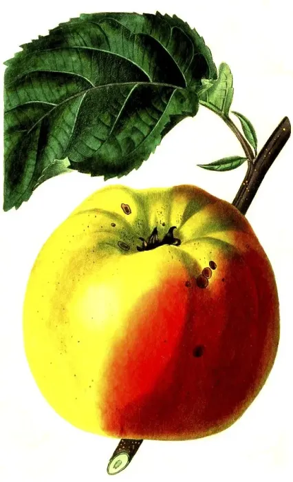 Framed Print : Apple, apple variety, the white spanish Reinette apple Framed Print : Apple, apple variety, the white spanish Reinette apple