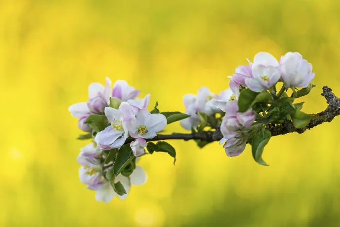 Framed Print : Apple blossom, apple tree (Malus) Framed Print : Apple blossom, apple tree (Malus)