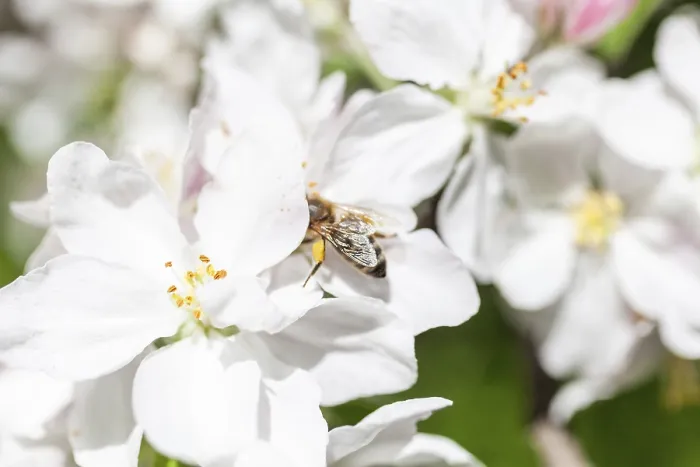 Framed Print : Apple blossom (Malus domestica) with honey bee (Apis mellifera)