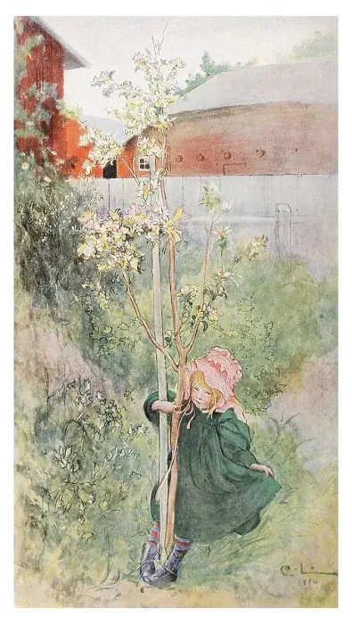 Framed Print : Apple Blossoms, illustration in The House in the Sun by Carl Larsson