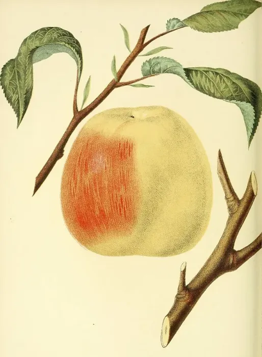 Framed Print : Apple of the Hawley Apple variety Framed Print : Apple of the Hawley Apple variety