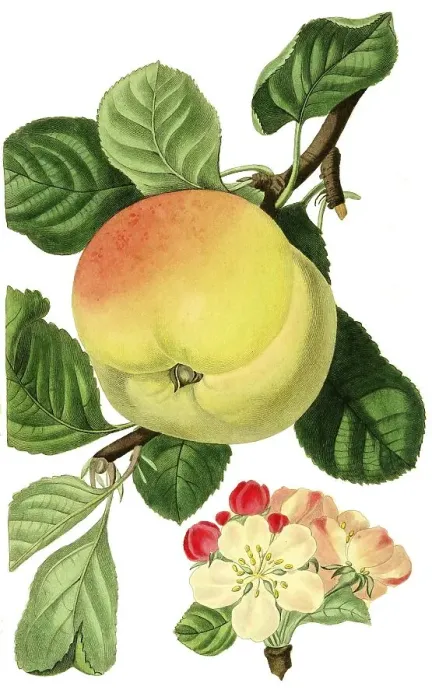Framed Print : Apple of Hawthornden, Hawthornden for short