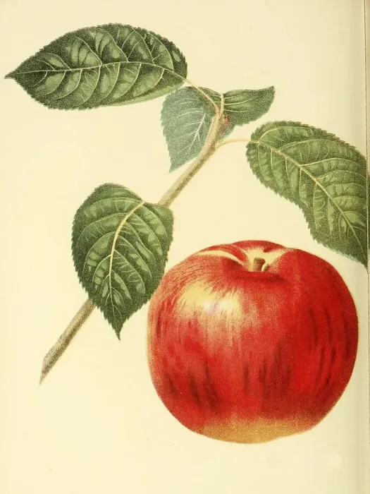 Framed Print : Apple of the Lady Sweet Apple variety Framed Print : Apple of the Lady Sweet Apple variety