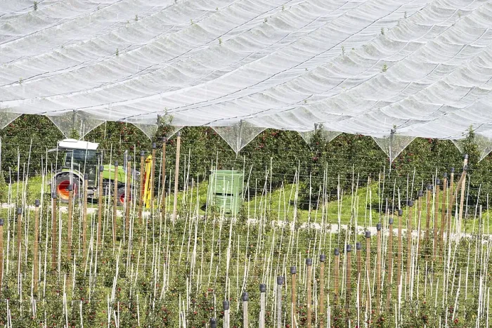 Framed Print : Apple orchard, fruit orchard, partly protected with hail netting Framed Print : Apple orchard, fruit orchard, partly protected with hail netting