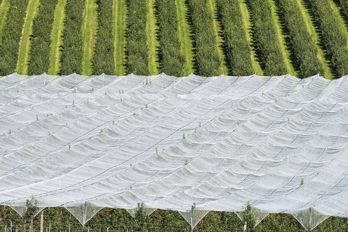 Framed Print : Apple orchard, fruit orchard, partly protected with hail netting Framed Print : Apple orchard, fruit orchard, partly protected with hail netting