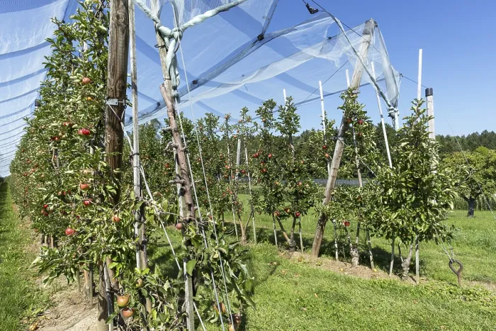 Framed Print : Apple orchard, fruit orchard, partly protected with hail netting