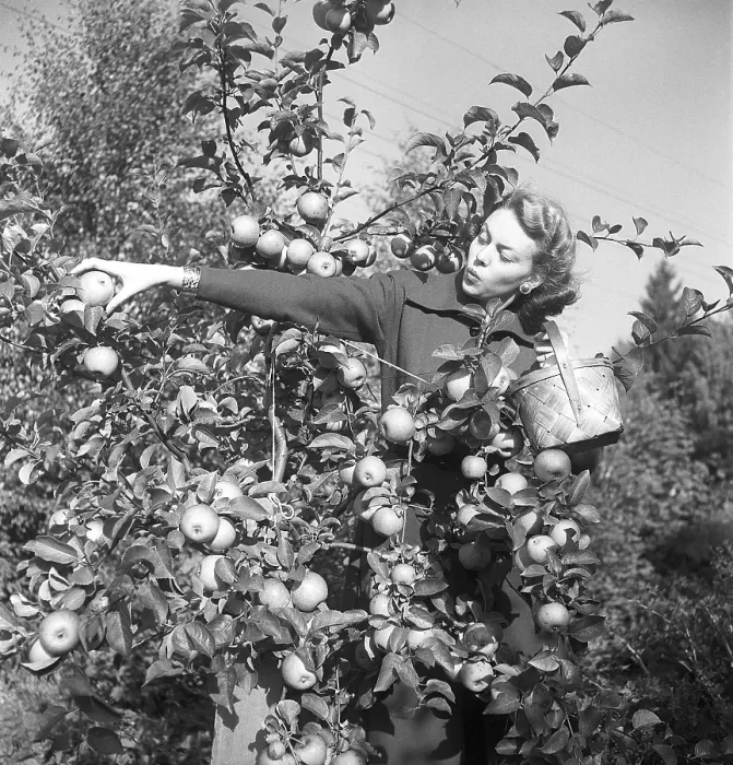 Framed Print : The apple tree in the 1940s. The young fashion model and actress Haide Goeransson Framed Print : The apple tree in the 1940s. The young fashion model and actress Haide Goeransson