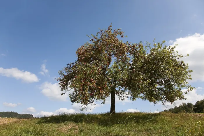 Framed Print : Apple tree