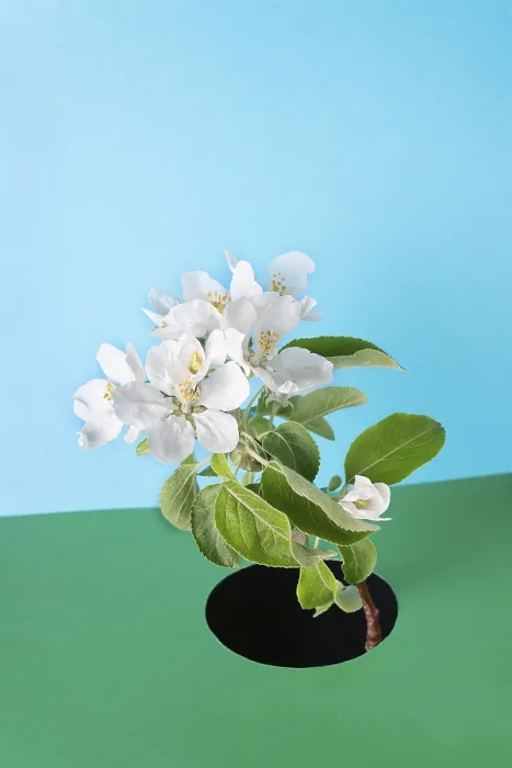 Framed Print : Apple tree branch with flowers on green paper background