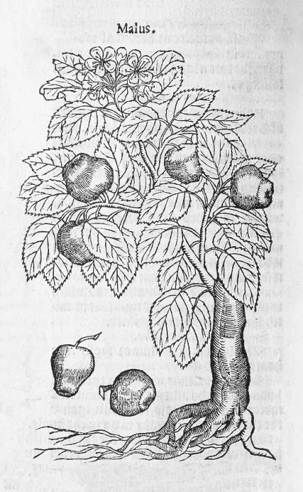 Framed Print : Apple tree (Malus), woodcut, from A new herbal or historie of plants by Rembert Dodoens (1516-1585) Framed Print : Apple tree (Malus), woodcut, from A new herbal or historie of plants by Rembert Dodoens (1516-1585)