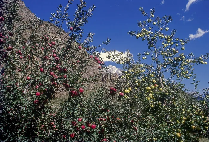 Framed Print : Apple tree at sangla valley, himachal pradesh