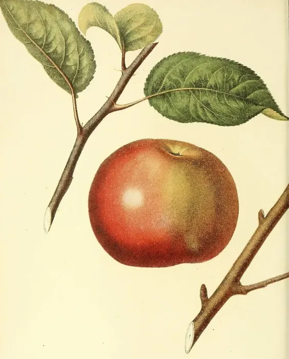 Framed Print : Apple of the Tufts Apple variety Framed Print : Apple of the Tufts Apple variety