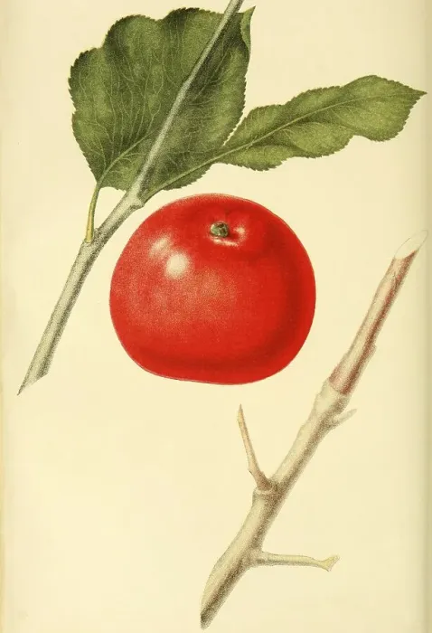 Framed Print : Apple of the variety the Red Astrakhan Apple Framed Print : Apple of the variety the Red Astrakhan Apple