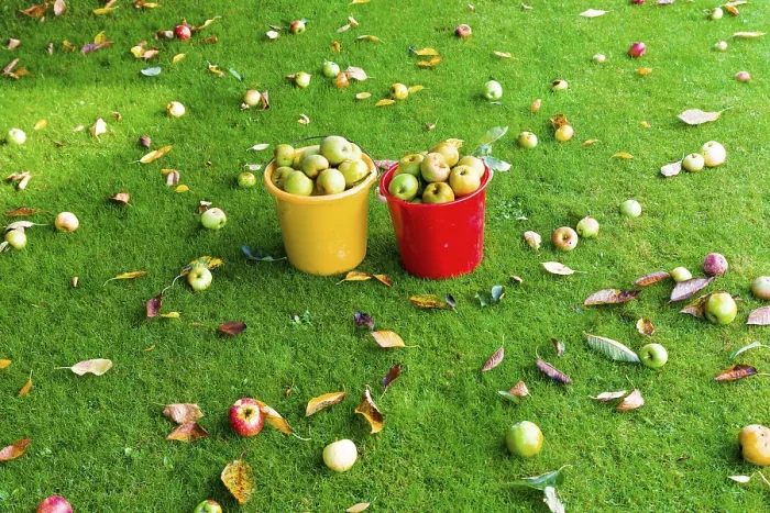 Framed Print : Apples in a meadow orchard
