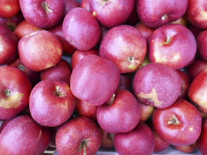 Framed Print : Apples in the sales box