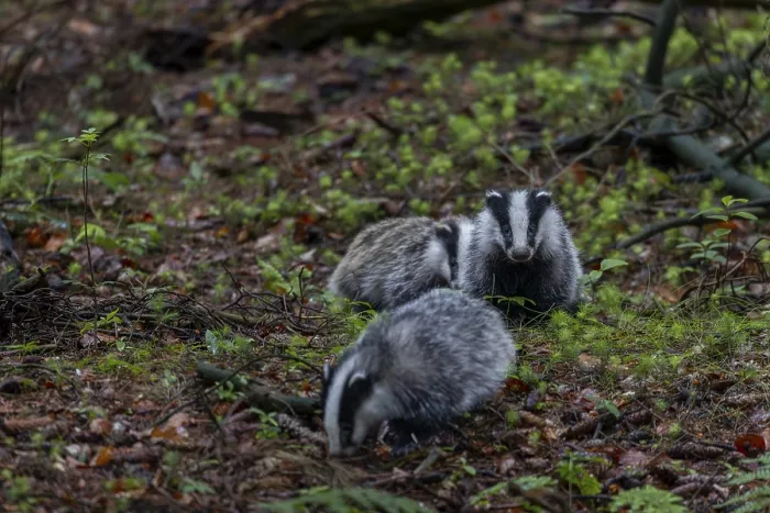 Framed Print : Approx. 3 months Badger siblings (Meles meles) go on an exploration tour together