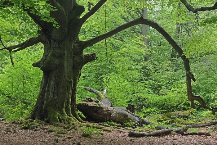 Framed Print : Approx. 400 year old Beech (Fagus) tree Framed Print : Approx. 400 year old Beech (Fagus) tree