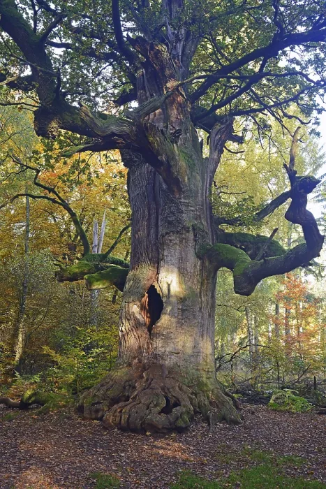 Framed Print : Approx. 800 year old Oak (Quercus) in autumn