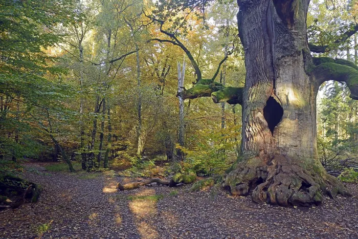 Framed Print : Approx. 800 year old Oak (Quercus) in autumn