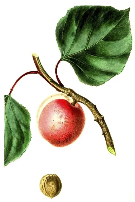 Framed Print : Apricot, apricot variety, Breda Apricot Framed Print : Apricot, apricot variety, Breda Apricot